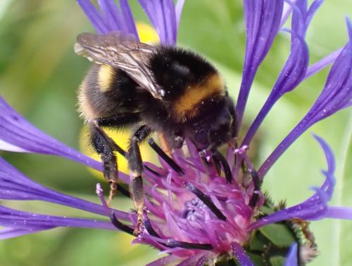 Bombus soroeensis